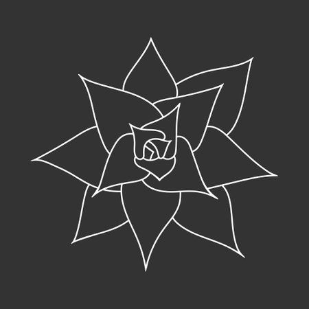 Succulent echeveria in doodle style, vector illustration. Desert flower for print and design. Outline mexican plant, graphic isolated element on a chalk board background. Housplant for decor interiorのイラスト素材