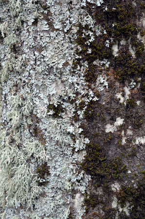 moss and lichen on tree trankの写真素材