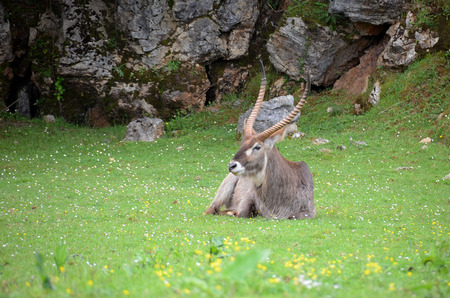 Impala ram sitting on grass full of flowersの写真素材