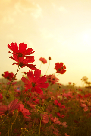 cosmos flowers field in the sunset with selective focus, vintage styleの写真素材