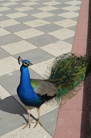 beautiful peacock in Retiro Park,Madridの写真素材