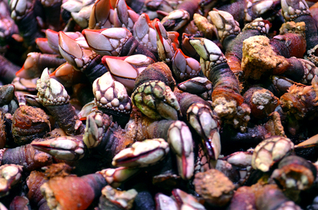 fresh raw edible goose barnacle, Pollicipes polymerusの写真素材