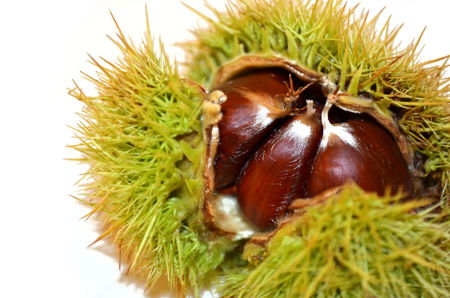 close up of chestnut inside thorny shells on white backgroundの写真素材