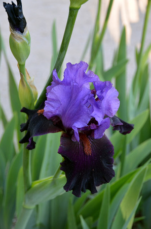 close up of dark purple iris flowerの写真素材