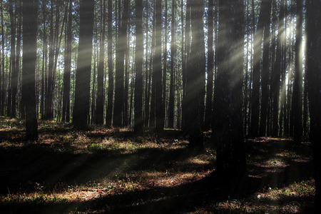 Coniferous forest backlit by the rising sun on a misty day.
