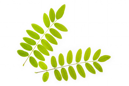green leaf on white background