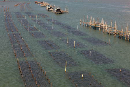 Shellfish farm, thai fisher use bamboo in seaの写真素材