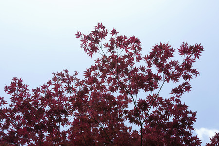 Maple tree turn its leaves to red in autumnの写真素材