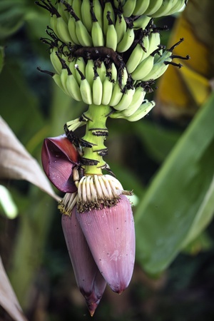 banana blossom in the gardenの写真素材