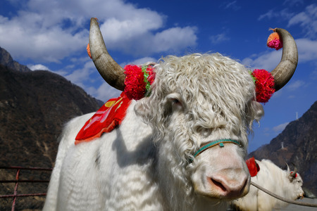 The white yak with the red decoration pets in chinaの写真素材