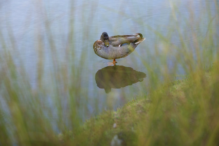 Gadwall (Anas strepera) standing in shallow waterの写真素材