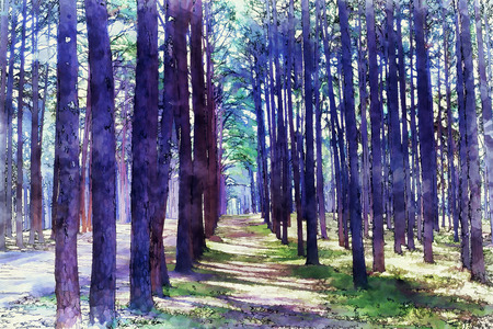 Digital painting Pine trees in the forest green trees summerの写真素材