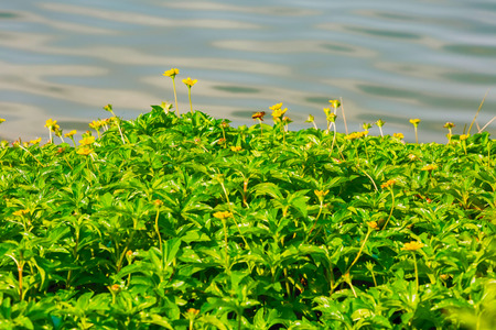 Little yellow star flower on Lakefrontの写真素材