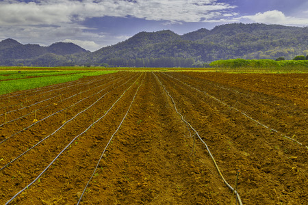 land provide ideal conditions with sprinkler for agriculture,Prepare the soil before planting.の写真素材