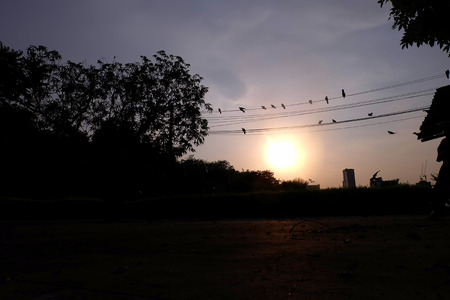 A flock of crows perch on the wire. sunset sky の写真素材