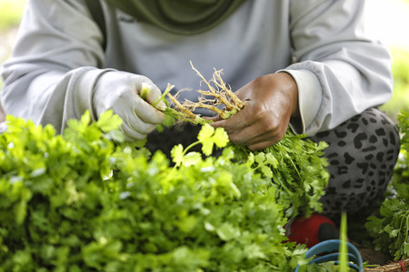 Farmers keep coriander from converter.の写真素材