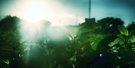 The sun shines through the bushes.の写真素材