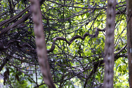 twisted vines and plant in tropical rainforestの写真素材