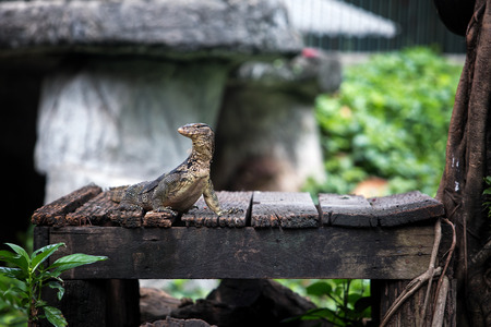 Monitor lizards in the village.の写真素材