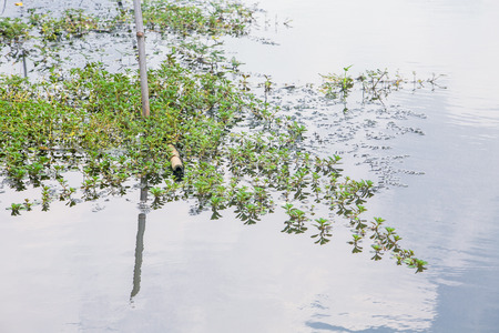 Convert water mimosa on the river.の写真素材