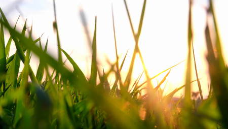 Closeup Grassland at sunset.の写真素材