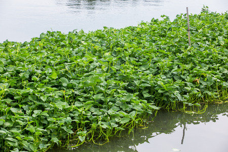Convert the morning glory on the river.