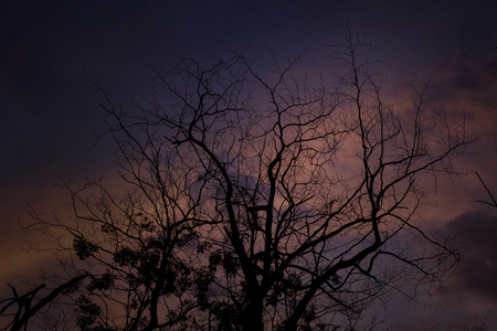 Silhouette of dried tree branches with sky at duskの写真素材