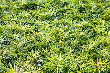 Variegated Lily Turf/Variegated Mondo Grass with sunlightの写真素材
