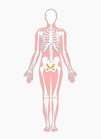 Illustration,vector,Medical drawings of human skeletonsのイラスト素材