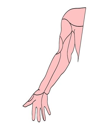 Illustration vector, Medical drawings showing arm musclesのイラスト素材