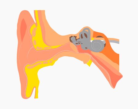 Illustration,vector,Medical drawing Ear organ のイラスト素材