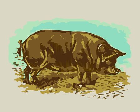 Vector - Illustration of   Agricultural pig  , woodcut styleのイラスト素材