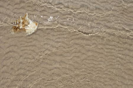 Conch shells on the sand Beach sea waves