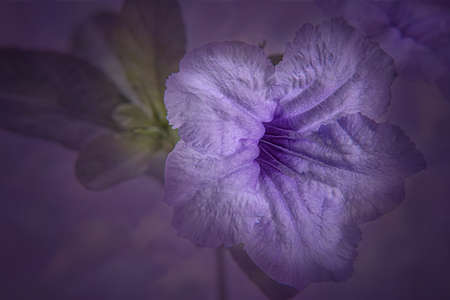 Download preview

 Closeup Minnieroot or popping pod or cracker plant flower in purple color with background.の写真素材
