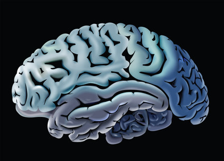 Human brain Illustration vector clip art image