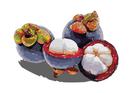Sketch-style impressionnist painting,Group of mangosteens,Digital painting illustration vector imageのイラスト素材