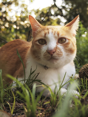 Orange cat lies down in the gardenの写真素材