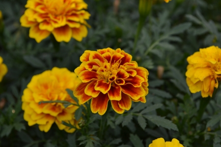 Yellow flowerの写真素材
