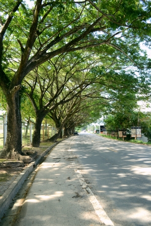 shade roadの写真素材