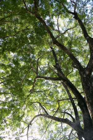 Big tree の写真素材