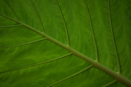 leaf