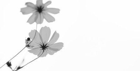 black and white flowerの写真素材