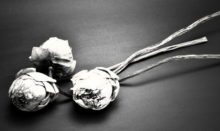 dry lotusの写真素材