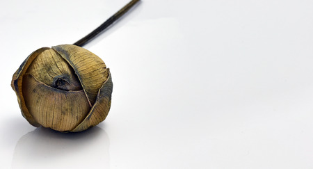 dry lotusの写真素材