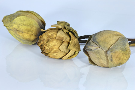 dry lotusの写真素材