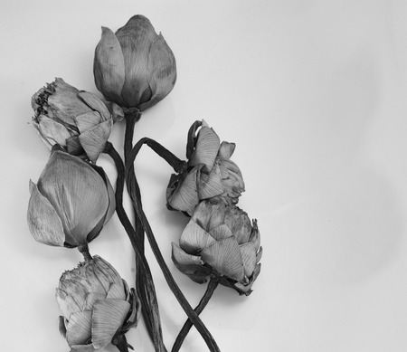 dry lotusの写真素材