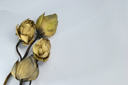 dry lotusの写真素材