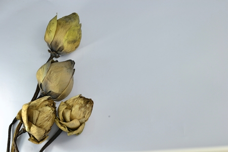 dry lotusの写真素材