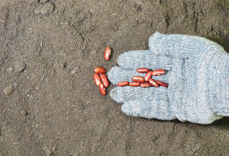 garden groveの写真素材