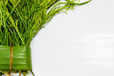 acaciaの写真素材